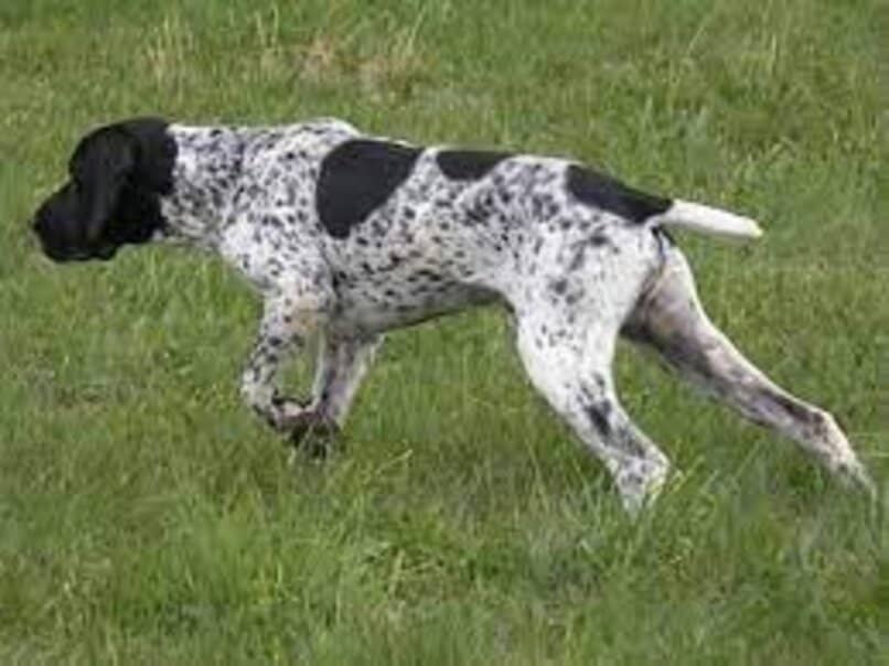 perro braco de auvernia paseando